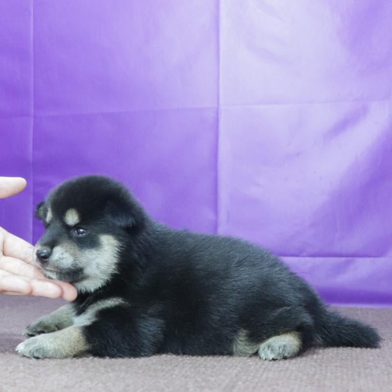 販売中の愛知県の柴犬-411855の2枚目